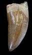 Sharply Serrated, Carcharodontosaurus Tooth #37426-1